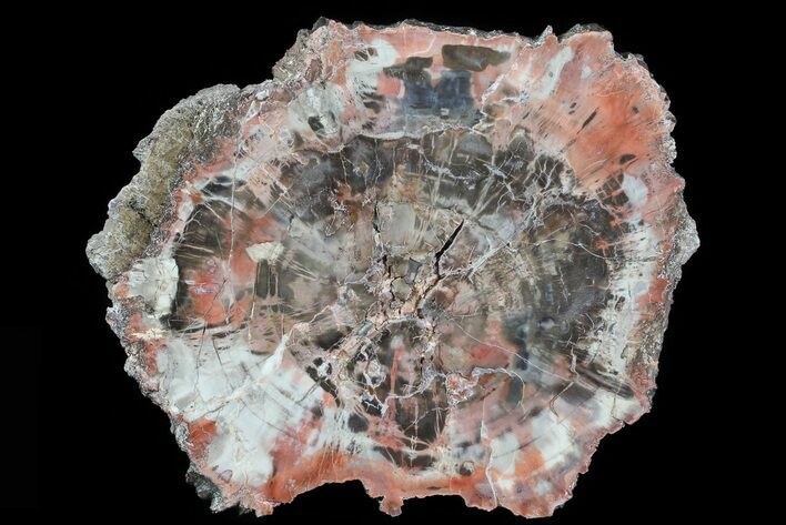 Bargain, Polished Petrified Wood (Araucaria) Slab - Arizona #81271